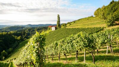 Deutscher Tafelwein – Bild 2